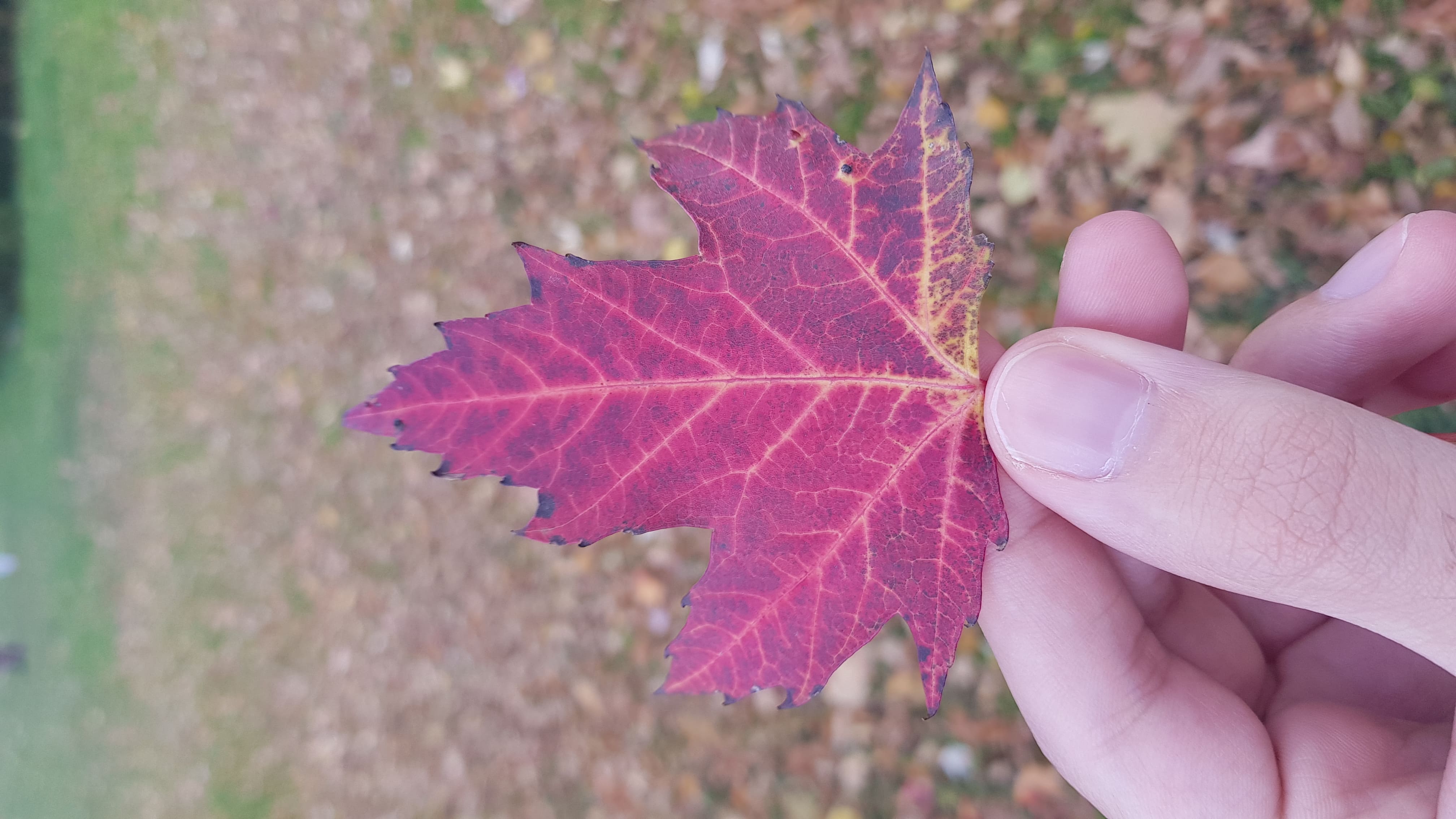 Red leaf - Canada